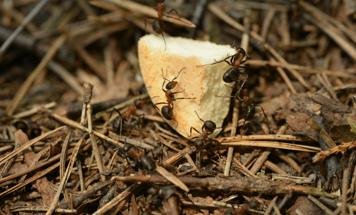 Termites dragging a chunk of wood