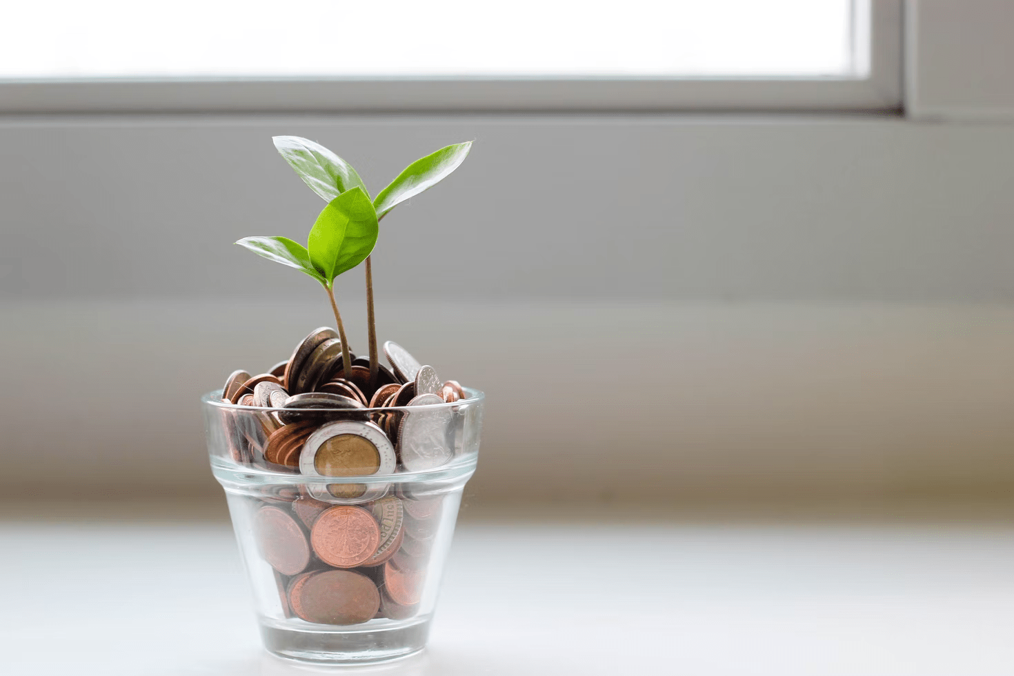 Plant in a glass of coins